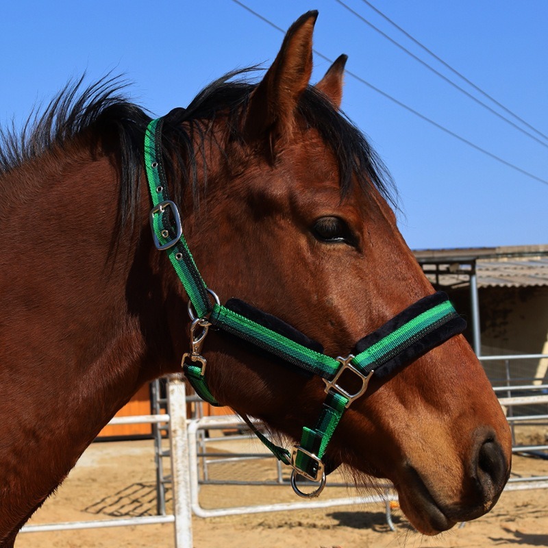 Ensemble de licol pour cheval  - Headcollar Rope Set avis et prix
