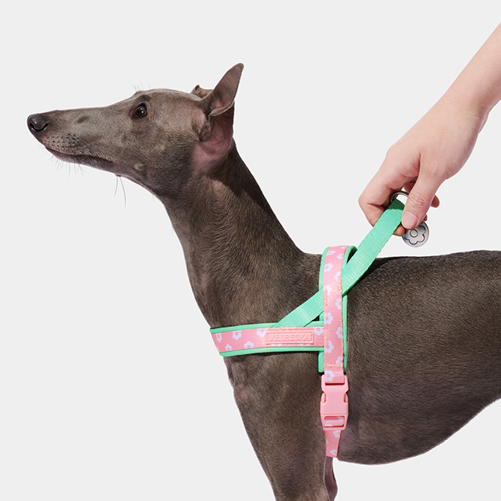 Ensemble de laisse et harnais  - Headcollar Rope Set avis et prix